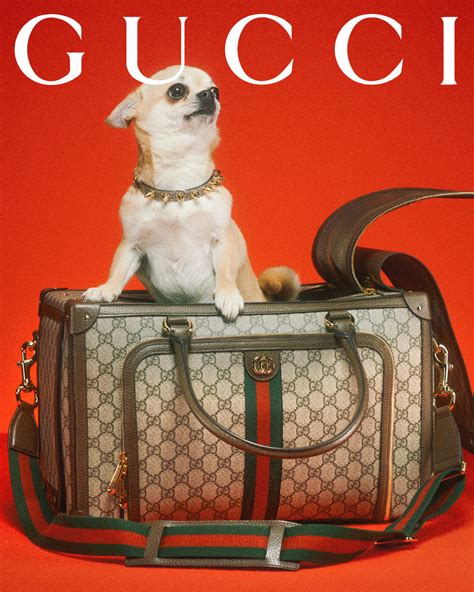 dogs in gucci|gucci pet slang.